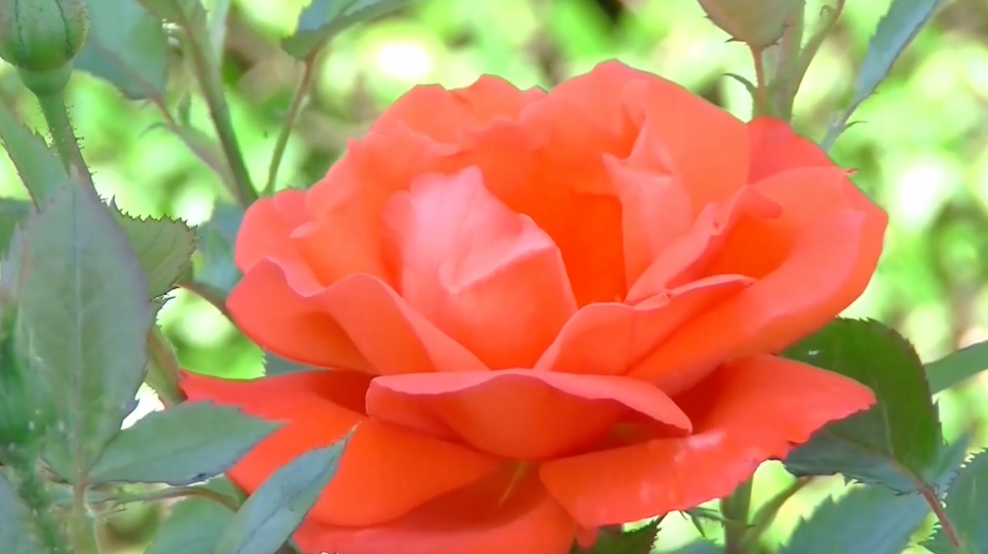 Geranium Rose Shape Ingredient To Know: Rose Geranium 🌹 – Moroccan Natural
